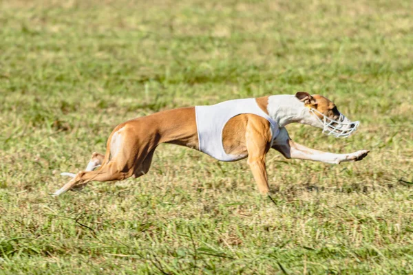 Whippet Kutya Fut Fehér Dzsekiben Pályán Zöld Mező — Stock Fotó