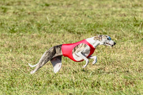 Whippet Dog Running Red Jacket Coursing Green Field — ストック写真