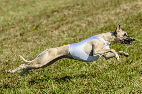 Whippet Kutya Fut Fehér Dzsekiben Pályán Zöld Mező — Stock Fotó