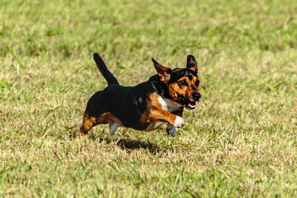 犬のランニングやグリーンフィールド上のコースリングルアーを追いかける — ストック写真