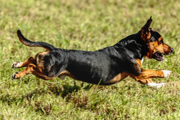 Hund Kör Och Jagar Kursiv Lockelse Grönt Fält — Stockfoto