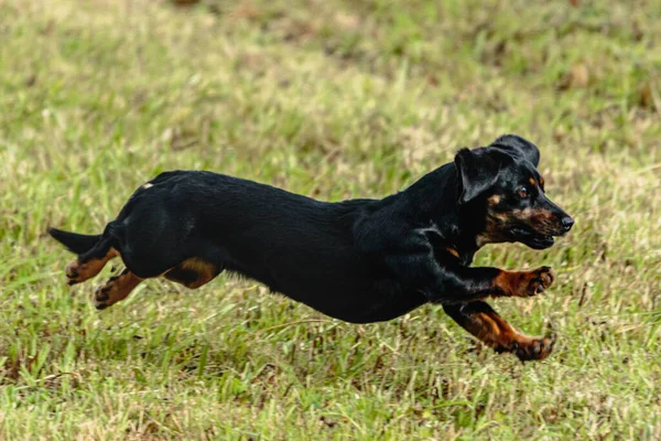 Hund Kör Och Jagar Kursiv Lockelse Grönt Fält — Stockfoto