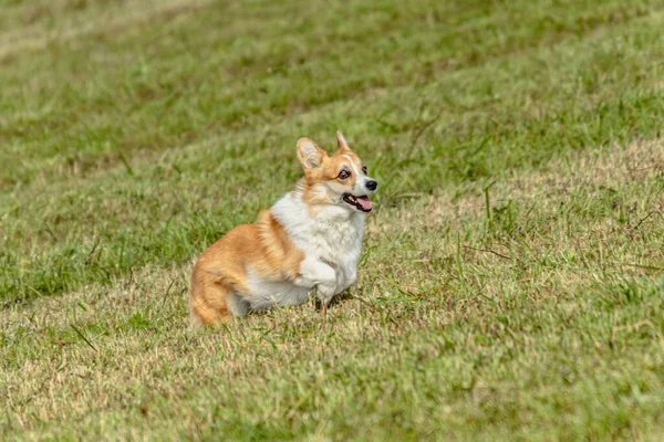 Pes Běží Honí Coursing Lákat Zelené Louce — Stock fotografie