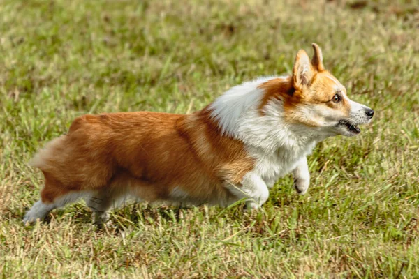 Cão Correndo Perseguindo Curso Isca Campo Verde — Fotografia de Stock