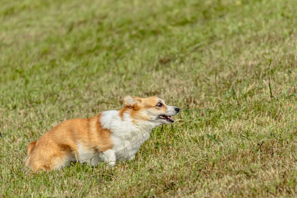 Cão Correndo Perseguindo Curso Isca Campo Verde — Fotografia de Stock