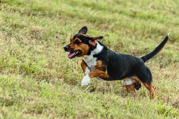 Yeşil alanda köpek koşuyor ve takip ediyor.