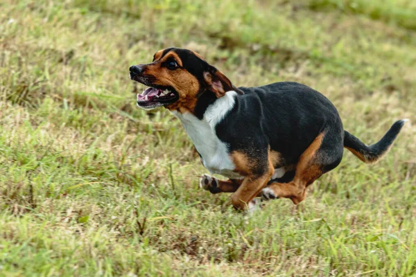 Cão Correndo Perseguindo Curso Isca Campo Verde — Fotografia de Stock