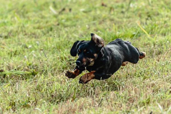 Pes Běží Honí Coursing Lákat Zelené Louce — Stock fotografie