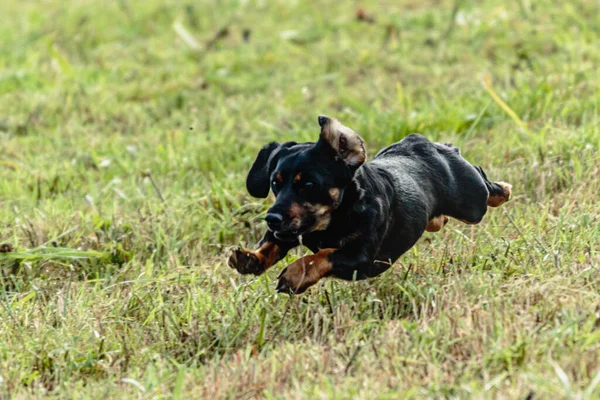 Yeşil alanda köpek koşuyor ve takip ediyor.