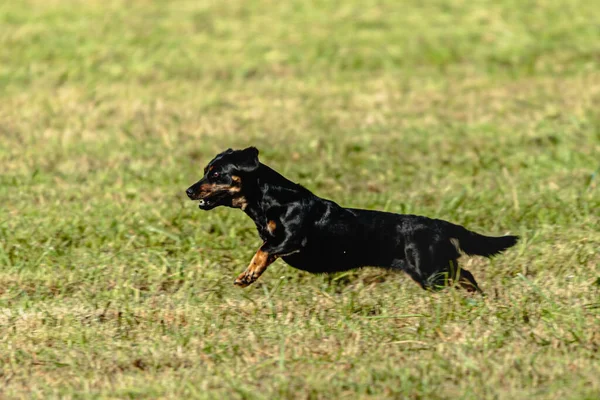 犬のランニングやグリーンフィールド上のコースリングルアーを追いかける — ストック写真