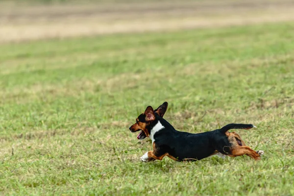 Hund Kör Och Jagar Kursiv Lockelse Grönt Fält — Stockfoto