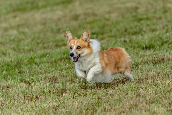 Hund Kör Och Jagar Kursiv Lockelse Grönt Fält — Stockfoto