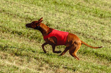 Firavun av köpeği yeşil alanda kırmızı ceketle koşuyor.