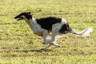 Borzoi köpeği koşuyor ve yeşil alanda yem kovalıyor.