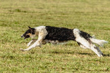 Borzoi köpeği koşuyor ve yeşil alanda yem kovalıyor.