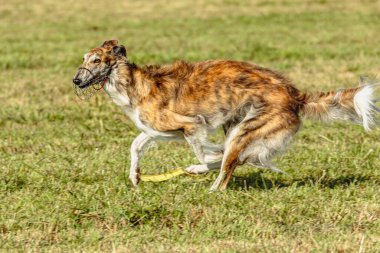 Borzoi köpeği koşuyor ve yeşil alanda yem kovalıyor.