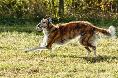 Borzoi köpeği koşuyor ve yeşil alanda yem kovalıyor.