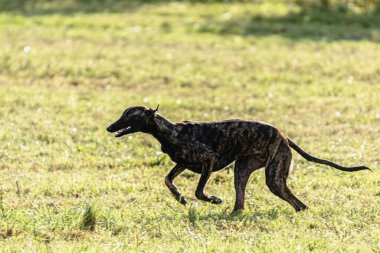 Greyhound köpeği koşuyor ve yeşil alanda yem kovalıyor.