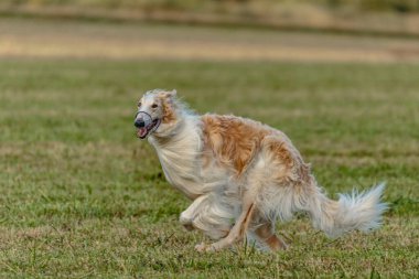 Borzoi köpeği koşuyor ve yeşil alanda yem kovalıyor.