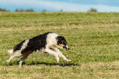 Borzoi köpeği koşuyor ve yeşil alanda yem kovalıyor.
