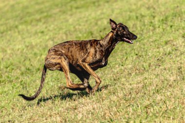 Greyhound köpeği koşuyor ve yeşil alanda yem kovalıyor.