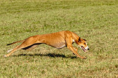 Greyhound köpeği koşuyor ve yeşil alanda yem kovalıyor.