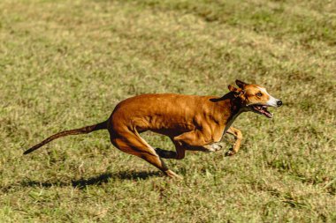 Greyhound köpeği koşuyor ve yeşil alanda yem kovalıyor.