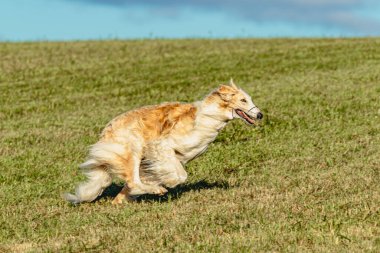 Borzoi köpeği koşuyor ve yeşil alanda yem kovalıyor.