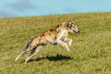 Borzoi köpeği koşuyor ve yeşil alanda yem kovalıyor.