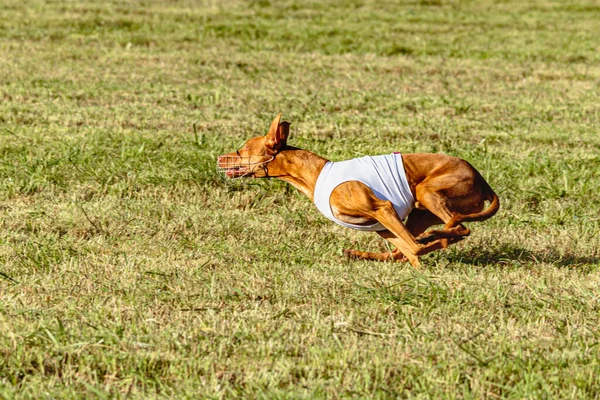 Pharaoh Hound Dog Running White Jacket Coursing Green Field — Stock Photo, Image