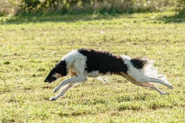 Borzoi köpeği koşuyor ve yeşil alanda yem kovalıyor.