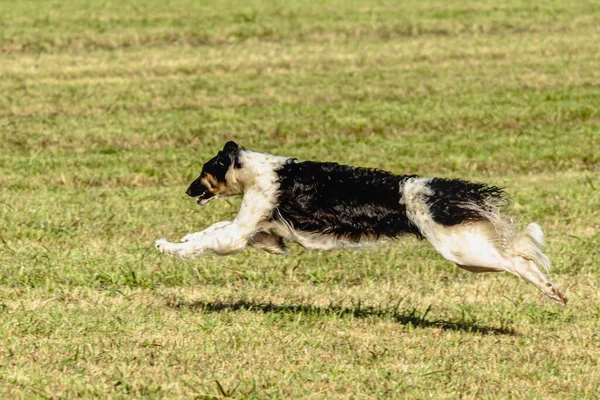 Hunden Borzoi Løper Jager Etter Lokkemat Grønn Mark – stockfoto