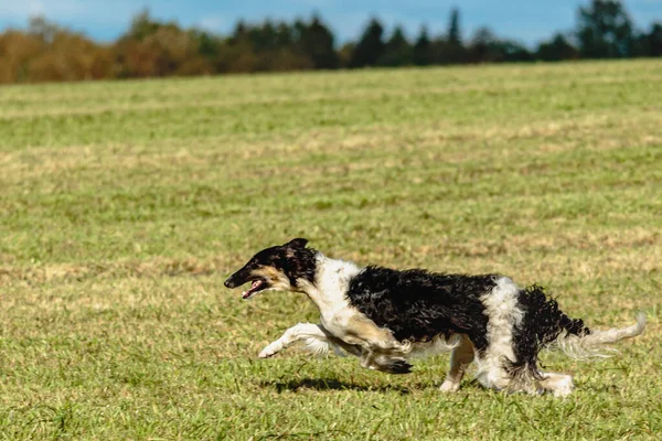 Borzoi Hund Kör Och Jagar Lockbete Grönt Fält — Stockfoto