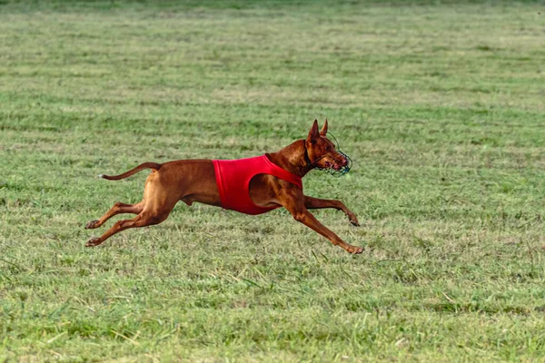 Pharaoh Hound dog running in red jacket on coursing green field