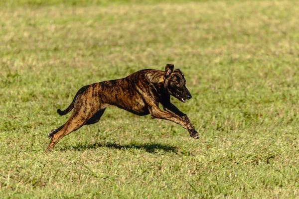 Greyhound dog running and chasing lure on green field