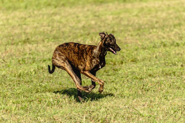 Greyhound Perro Corriendo Persiguiendo Señuelo Campo Verde —  Fotos de Stock