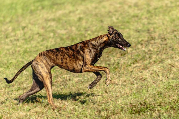 Greyhound Perro Corriendo Persiguiendo Señuelo Campo Verde —  Fotos de Stock