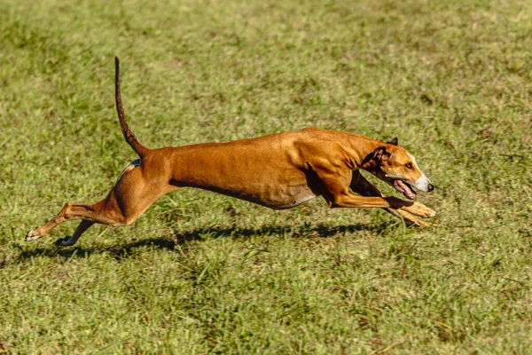 Greyhound Cane Esecuzione Inseguimento Richiamo Sul Campo Verde — Foto Stock