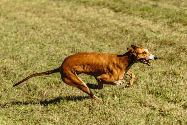 Greyhound dog running and chasing lure on green field