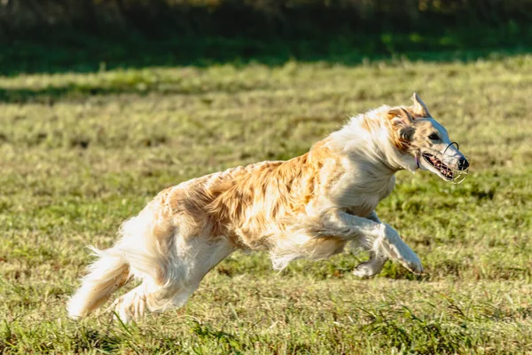 Borzoi Cão Correndo Perseguindo Isca Campo Verde — Fotografia de Stock