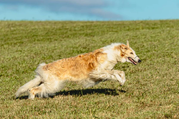 ボルゾイ犬のランニングやグリーンフィールド上のルアーを追いかける — ストック写真