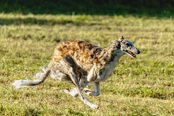 Borzoi Cão Correndo Perseguindo Isca Campo Verde — Fotografia de Stock