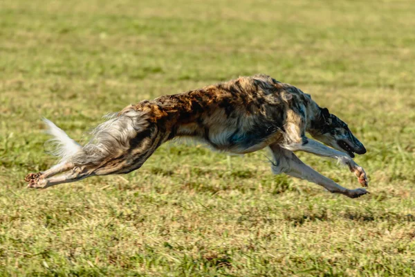 Borzoi Perro Corriendo Persiguiendo Señuelo Campo Verde —  Fotos de Stock