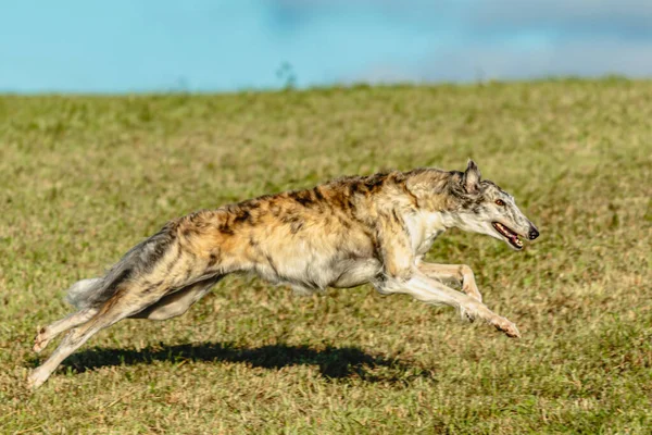 Борзойський Собака Бігає Переслідує Приманку Зеленому Полі — стокове фото
