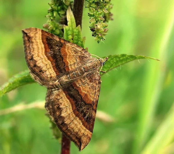 Letnie Tło Brązowym Motylem Liściu Brązowy Kolorowy Motyl Naturze Łodydze — Zdjęcie stockowe