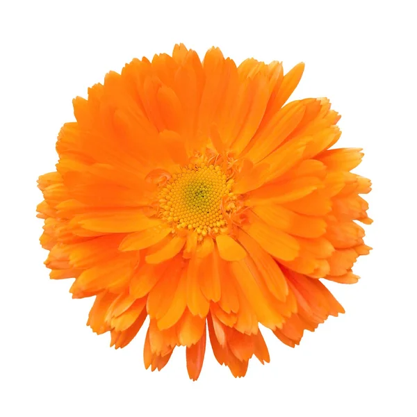 橙色全花的活的花 金盏花 新鲜的花朵在白色的背景上与世隔绝 — 图库照片