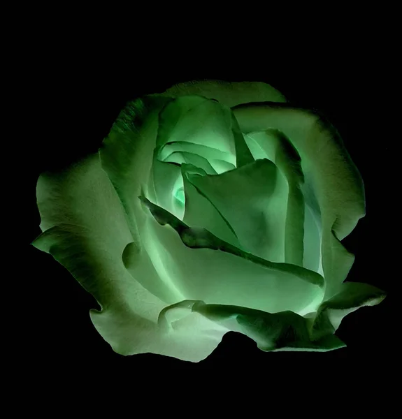 Lightly Illustrated Colored Green Rose Flower Object Black Isolated Background — Stock Photo, Image