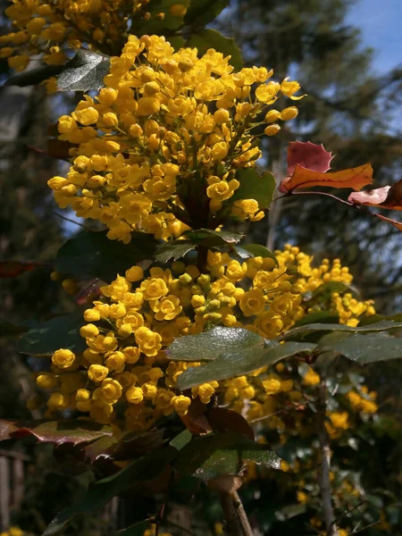 Fylliga Gula Blommande Druvor Vårbusken Mahonie Holly Leafed Populär Buske — Stockfoto