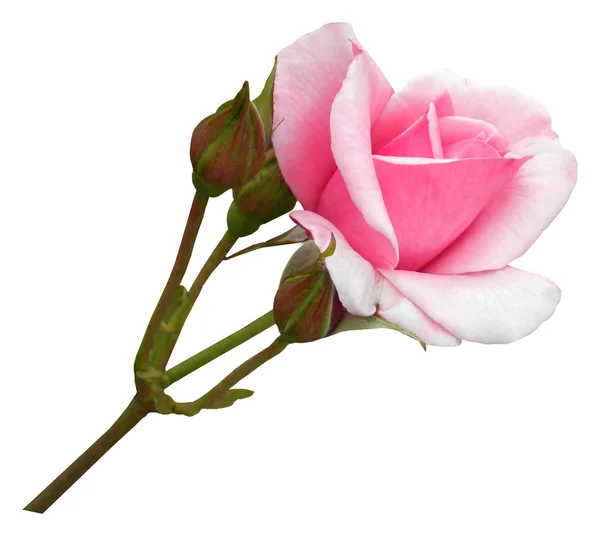 pembe Gül