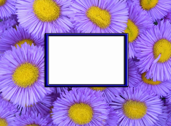 Floral background — Stock Photo, Image